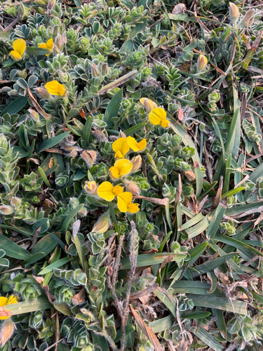 Crotalaria similis observed 2026-03-29