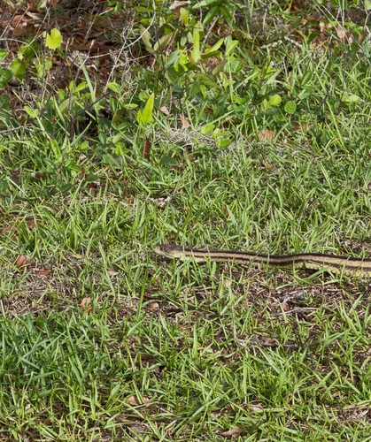 Eastern Ratsnake observed by anayoko