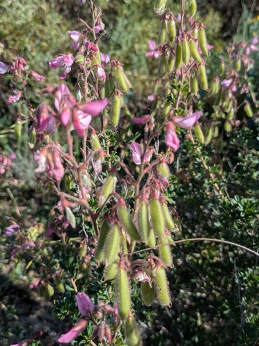 Ononis fruticosa, photograph 2
