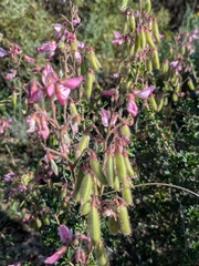 Ononis fruticosa, photograph author not stated, no rights reserved