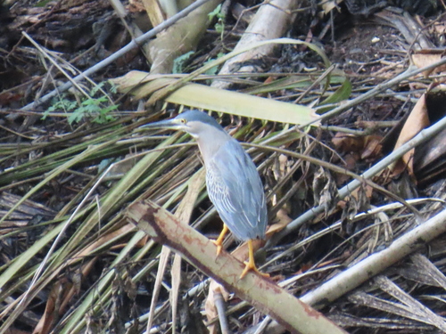 iNaturalist image