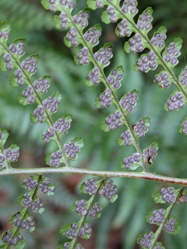Dryopteris ludoviciana, 2026-05-31