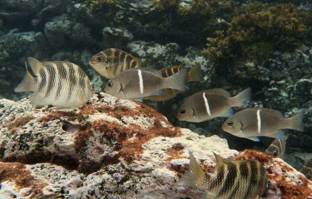 Cape Verde Nibbler