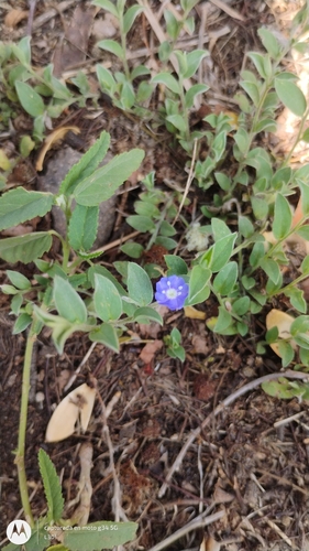 tropical speedwell