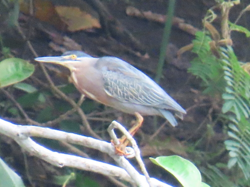 iNaturalist image