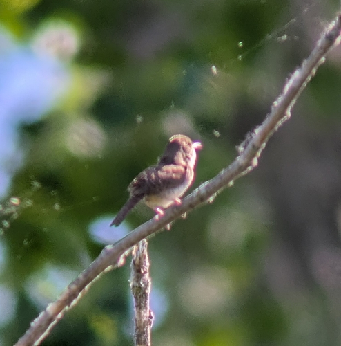 Northern House Wren
