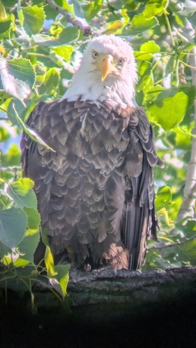 Bald Eagle