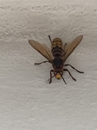 European Hornet