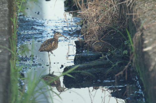 iNaturalist image