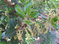 Quercus phillyreoides