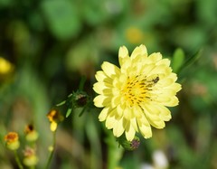 Pyrrhopappus pauciflorus