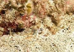 Gobius tetrophthalmus