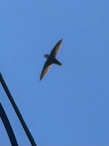 Chimney Swift observed by waterisntwet