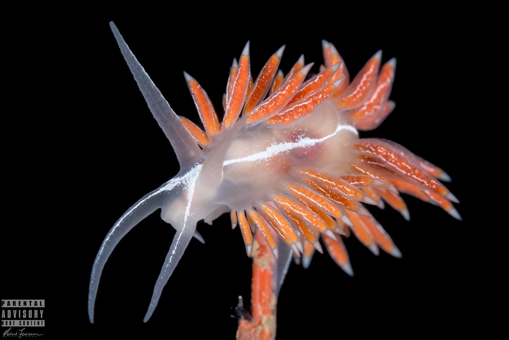 Coryphella chriskaugei