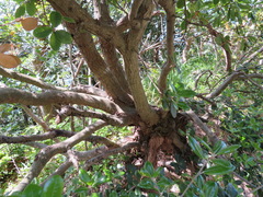 Quercus phillyreoides