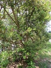 Quercus phillyreoides