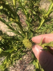 Pterocaulon serrulatum