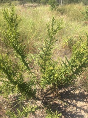 Pterocaulon serrulatum