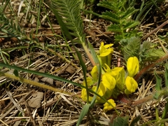 Astragalus chlorodontus