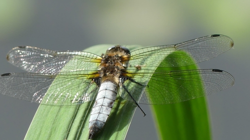 Scarce Chaser