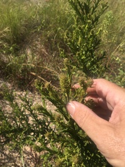 Pterocaulon serrulatum