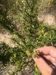 Pterocaulon serrulatum