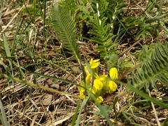 Astragalus chlorodontus