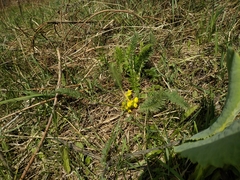 Astragalus chlorodontus