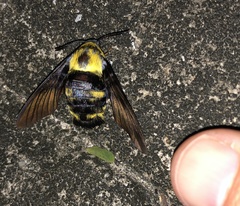 Sataspes xylocoparis