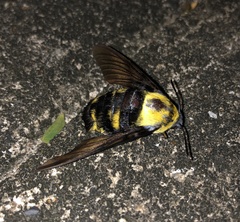 Sataspes xylocoparis