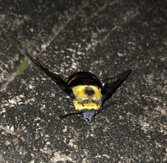 Sataspes xylocoparis
