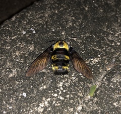 Sataspes xylocoparis
