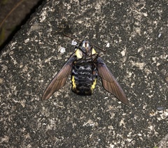 Sataspes xylocoparis