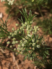 Spermolepis echinata