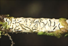 Halegrapha mucronata