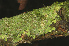 Pannaria minutiphylla