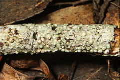 Pertusaria pertractata