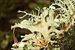 Ramalina inflata