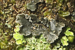 Sticta limbata