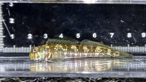 Oort's rockskipper (Praealticus oortii) — Blenniidae