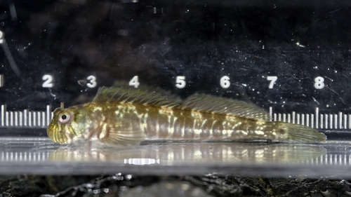 Oorts rotsspringer (Praealticus oortii) — Blenniidae