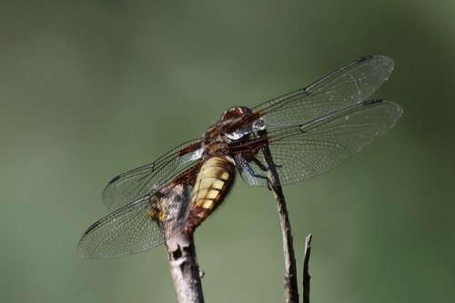 Broad-bodied Chaser