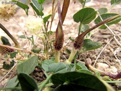 Aristolochia parvifolia