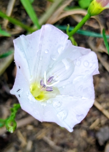 field bindweed
