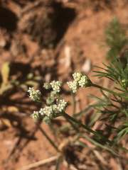 Spermolepis echinata
