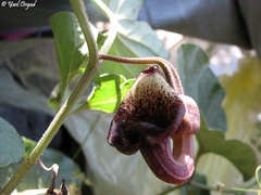 Aristolochia scabridula