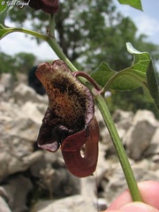 Aristolochia scabridula