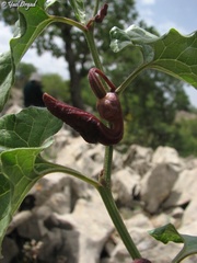 Aristolochia scabridula