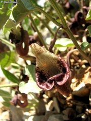 Aristolochia scabridula