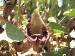Aristolochia scabridula